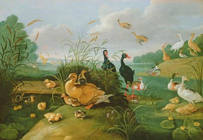 Decorative Fowl and Ducklings by Jan van Kessel the Elder
